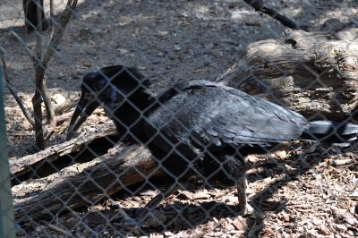 Calao terrestre - 2012