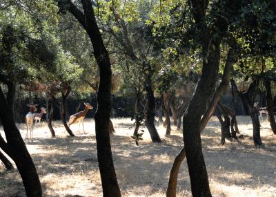 Gazelle de Mhorr - 2012