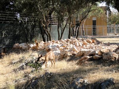 Girafe - Nyala - 2012