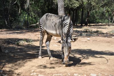 Zèbre de Grévy - 2012