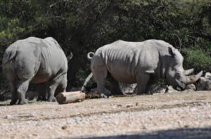 Rhinocéros blanc