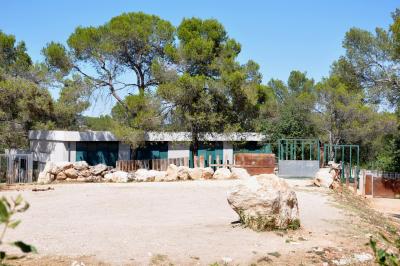 Rhinocéros blanc - 2012