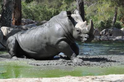 Rhinocéros blanc - 2012