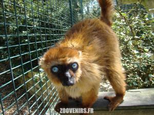 Lémur aux yeux turquoise