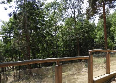 Porc-épic d'Amérique