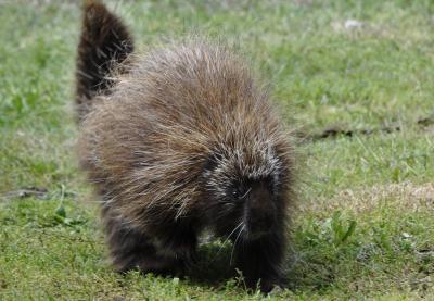 Porc-épic d'Amérique