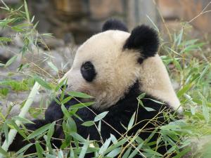 Grand panda