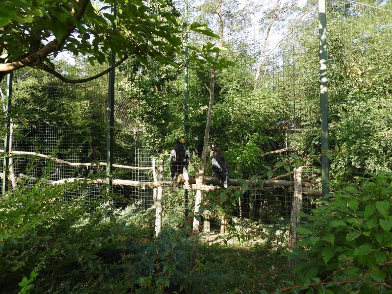 Pygargue de Steller