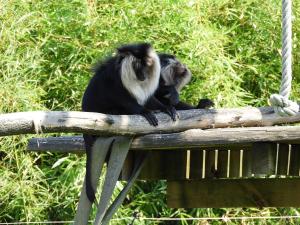 Macaque ouandérou