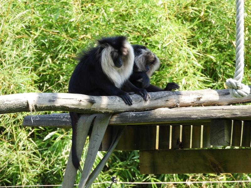 Macaque ouandérou