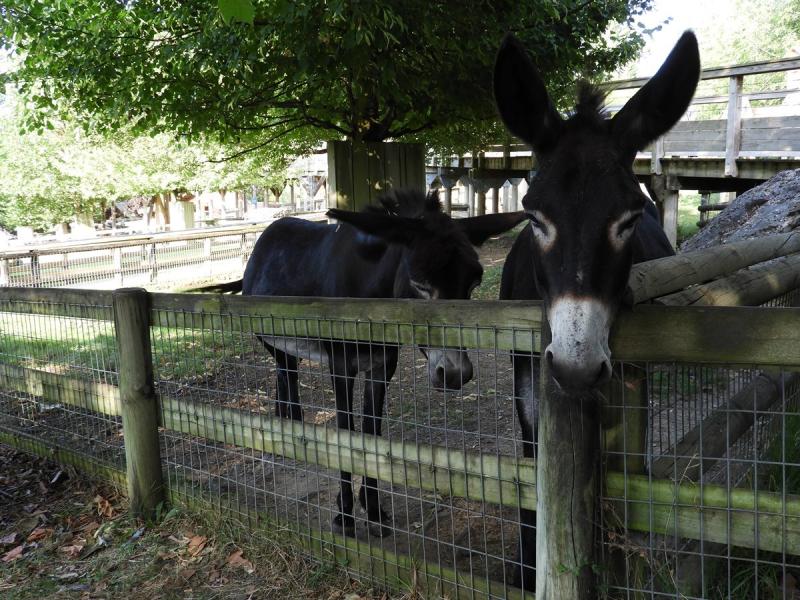 Mini-ferme