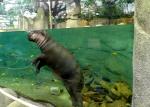 Hippopotame pygmée