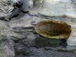 Tortue royale