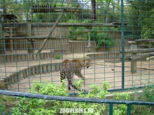 Panthère du Sri Lanka
