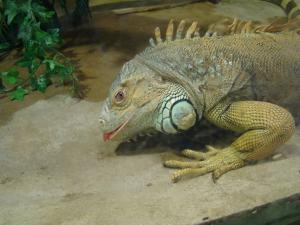 Iguane vert