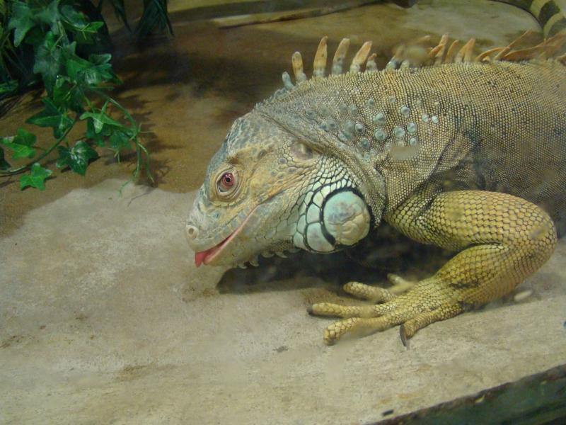 Iguane vert