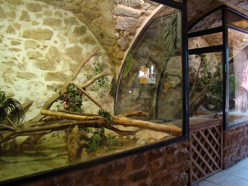 Iguane vert