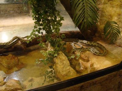 Serpent ligne de TaÏwan - 2010