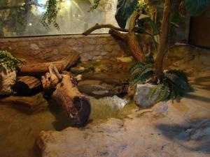 Crocodile nain