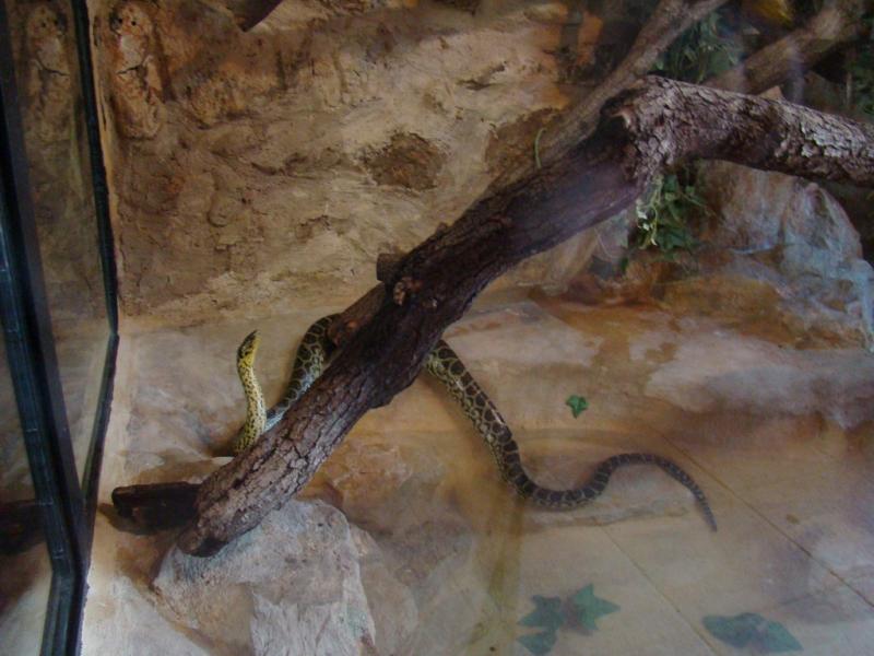 Anaconda jaune