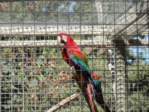 Ara chloroptère