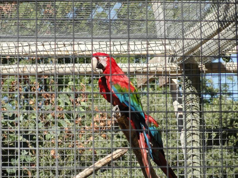 Ara chloroptère