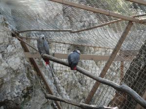 Perroquet Gris du Gabon