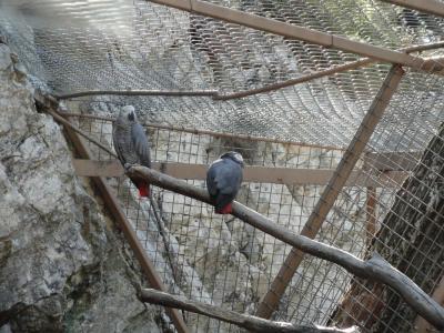 Perroquet Gris du Gabon - 2010