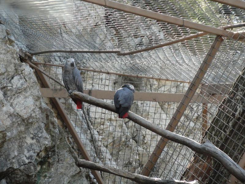 Perroquet Gris du Gabon