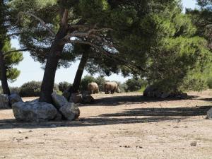 Plaine africaine