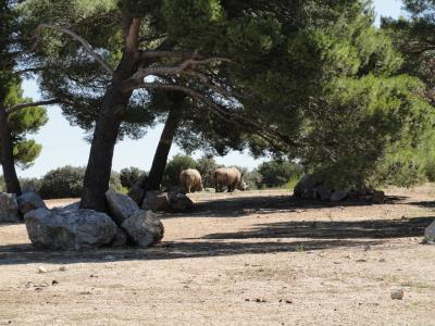 Plaine africaine - 2010