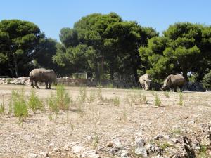 Plaine africaine