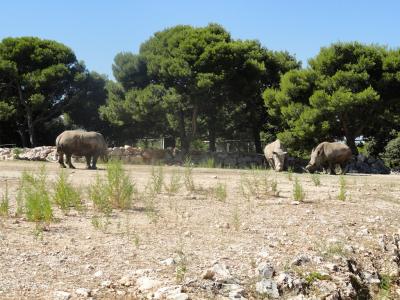 Rhinocéros blanc - 2010