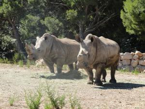 Rhinocéros blanc