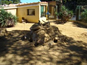 Suricate