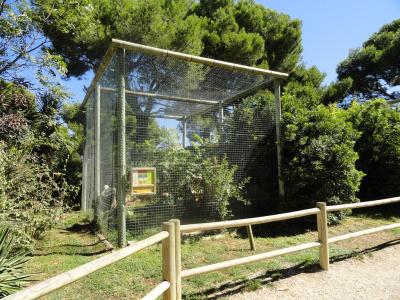 Grue Demoiselle de Numidie - 2010