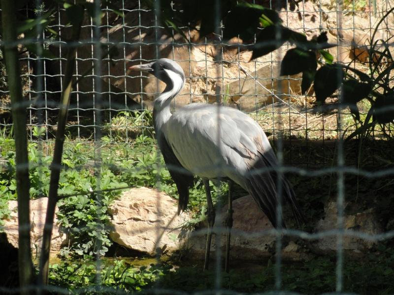 Grue Demoiselle de Numidie