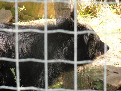 Binturong - 2010