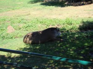 Tapir terrestre - Capybara