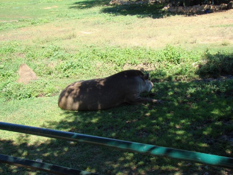 Tapir terrestre - Capybara