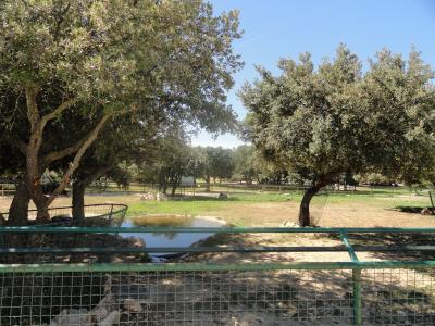 Tapir terrestre - Capybara - 2010