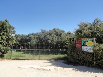 Casoar à casque - 2010