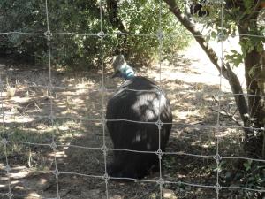 Casoar à casque