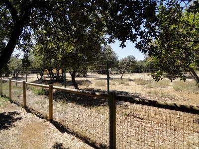 Zèbre de Burchell - 2010