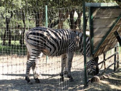 Zèbre de Burchell - 2010