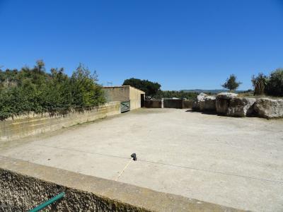 Hippopotame amphibie - 2010