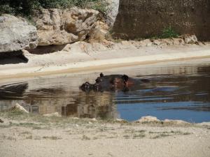 Hippopotame amphibie