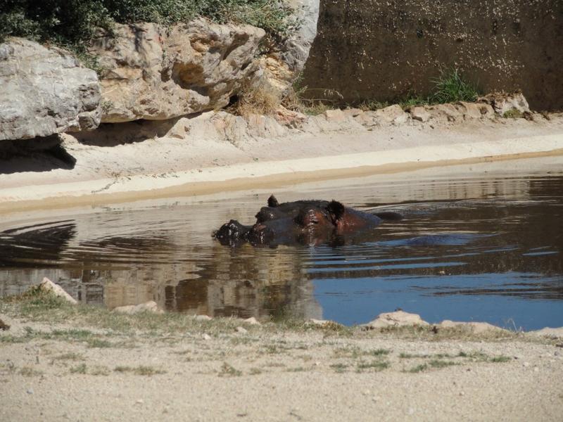 Hippopotame amphibie