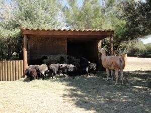 Mouton Karakul - Lama