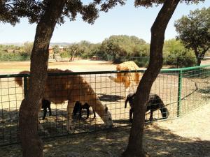 Mouton Karakul - Lama